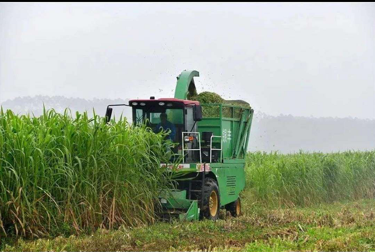 廣西老板青飼料收獲機巨菌草收割中